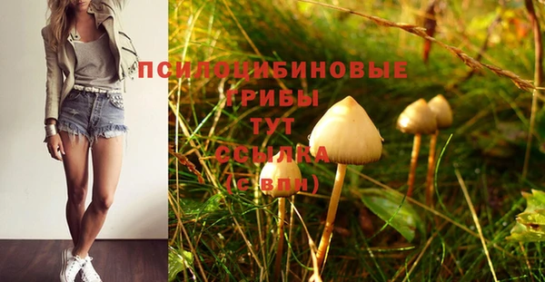 прущие грибы Новозыбков